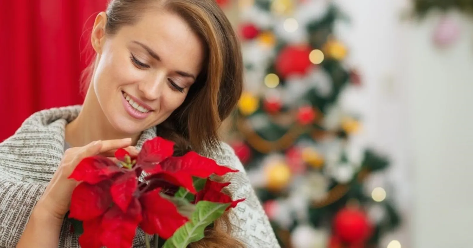 Stella Di Natale Cura E Manutenzione.Stella Di Natale