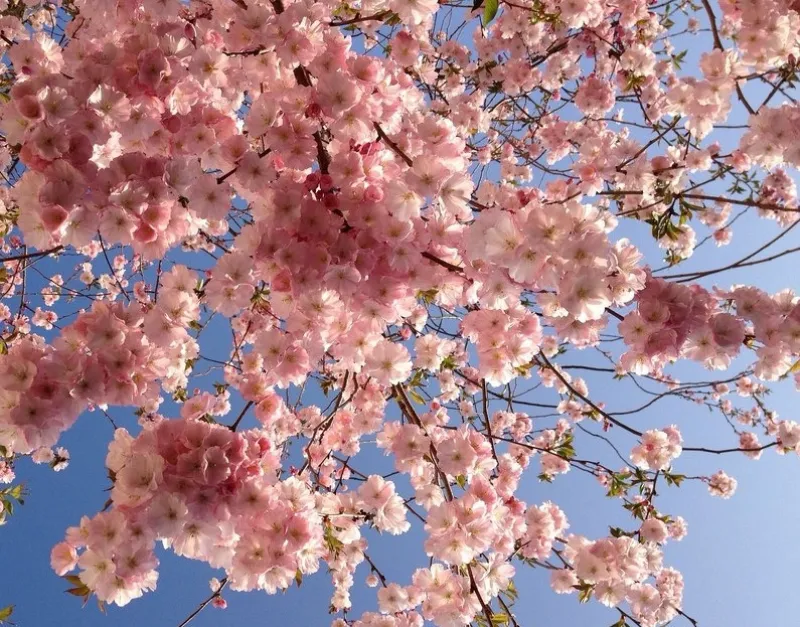 Inizio primavera e cambio ora