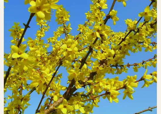 La pianta da giardino Forsizia