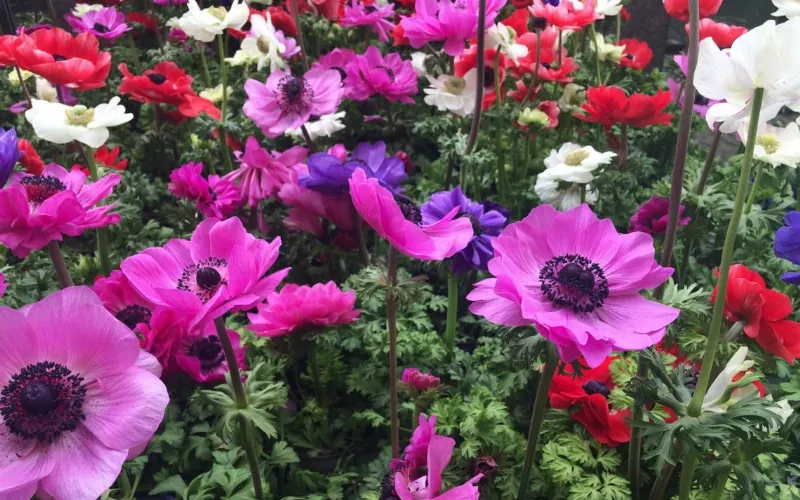 L'anemone, una pianta da giardino molto decorativa