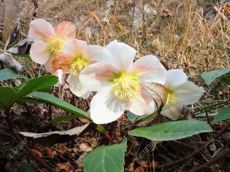 L'elleboro, pianta chiamata rosa di Natale