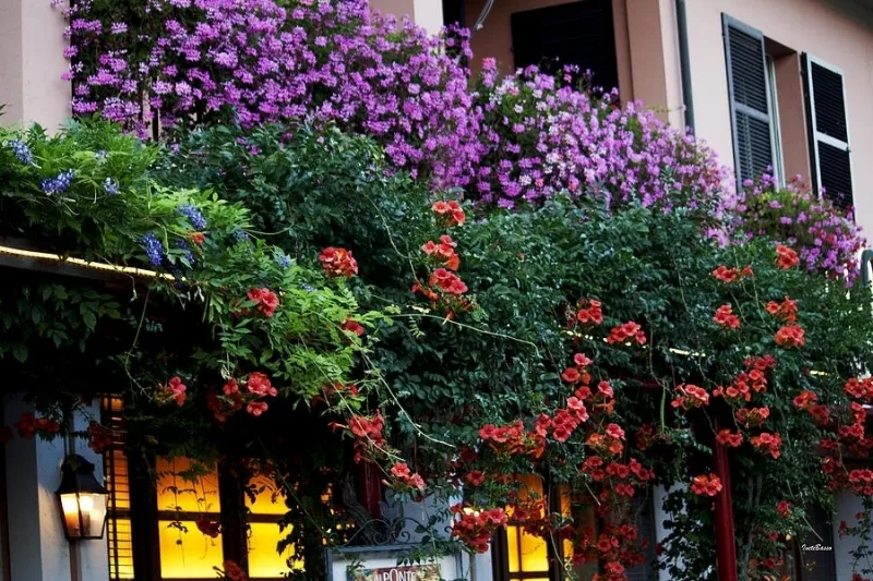 Un balcone fiorito alla francese