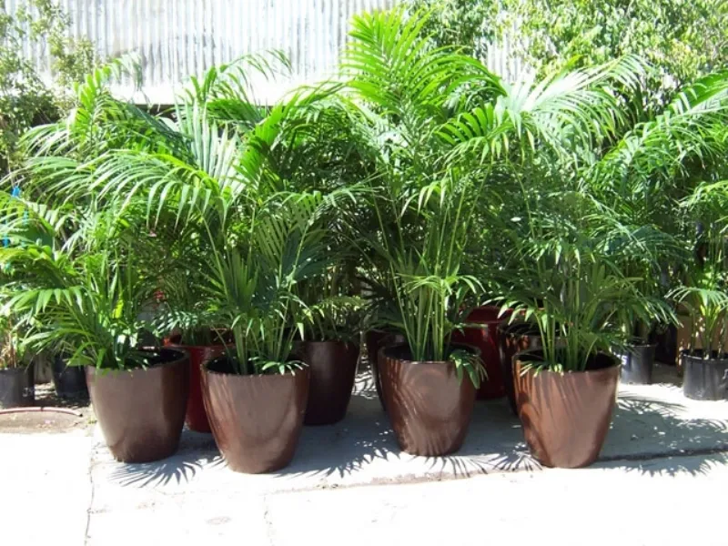 Kentia palm per terrazzo