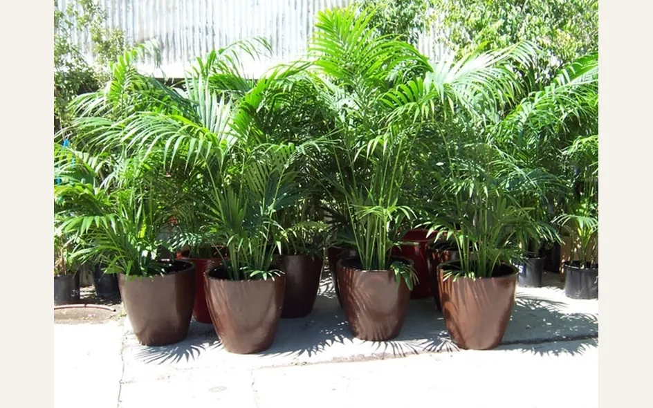 Kentia palm per terrazzo