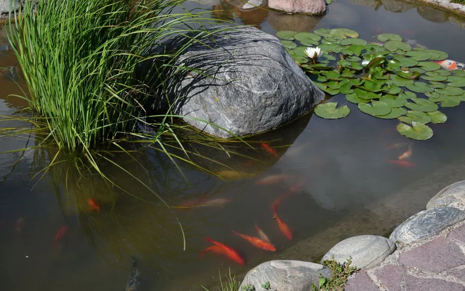 Laghetto in giardino: un vero ecosistema acquatico