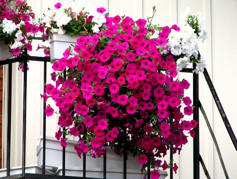 Idee per un balcone fiorito