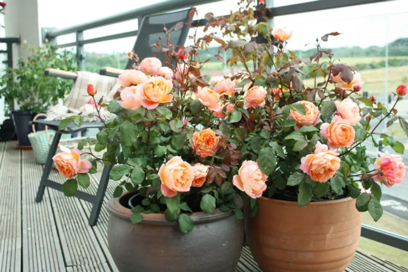 Arredare il balcone con i fiori