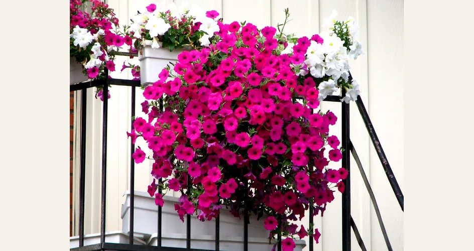 Idee per un balcone fiorito