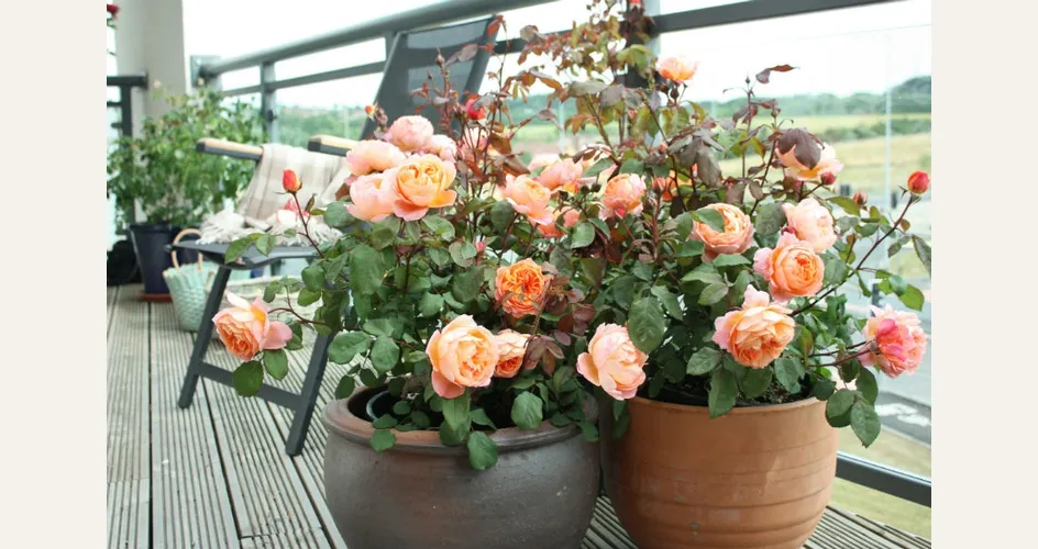 Arredare il balcone con i fiori