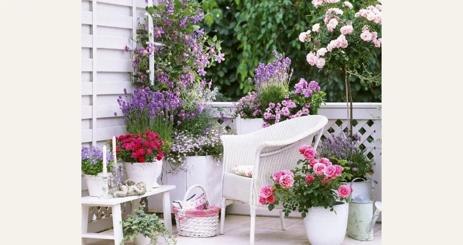Piante da balcone