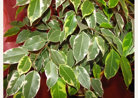 Ficus Benjamina pianta
