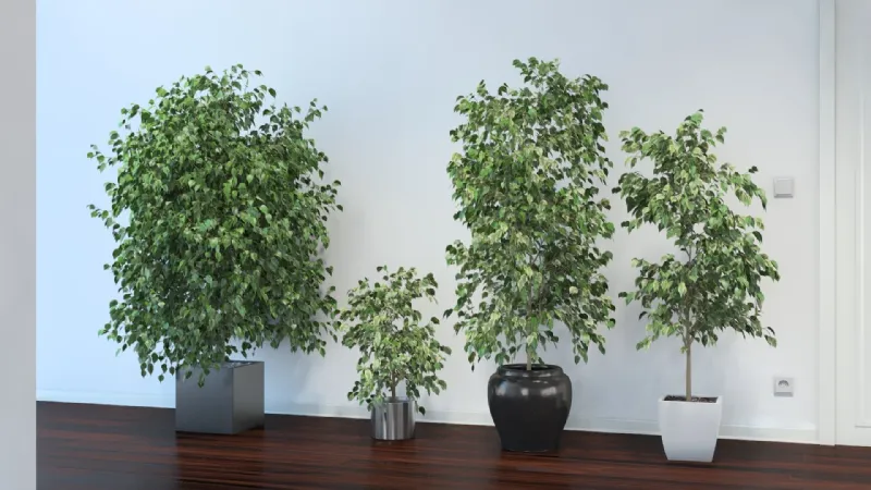 Ficus Benjamina potatura