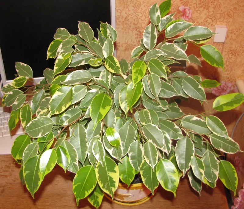 Ficus Benjamina coltivazione