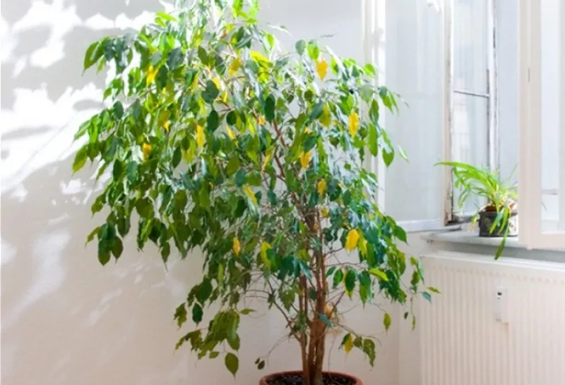 Ficus Benjamina cure