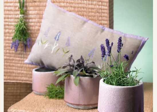 Lavanda pianta coltivazione