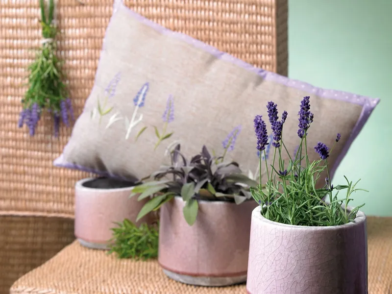 Lavanda pianta coltivazione