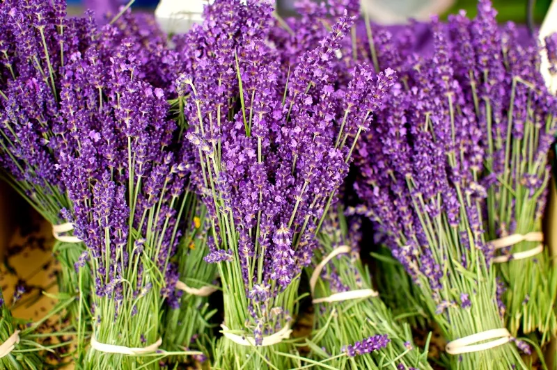 Lavanda pianta in casa