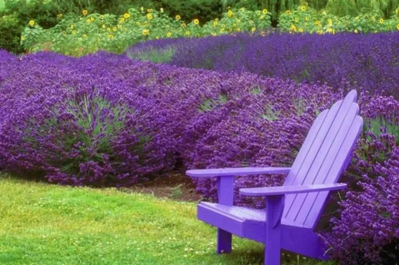 Come coltivare la lavanda