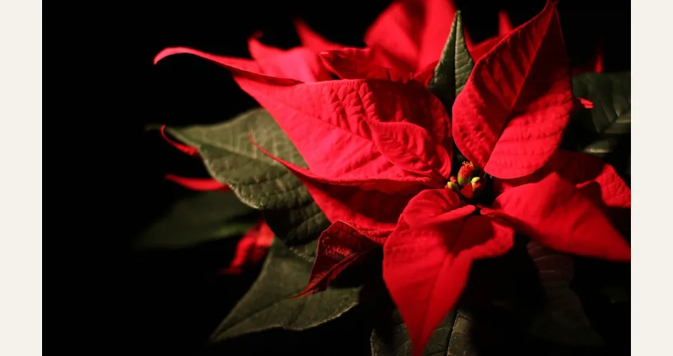 prezzi stella di natale