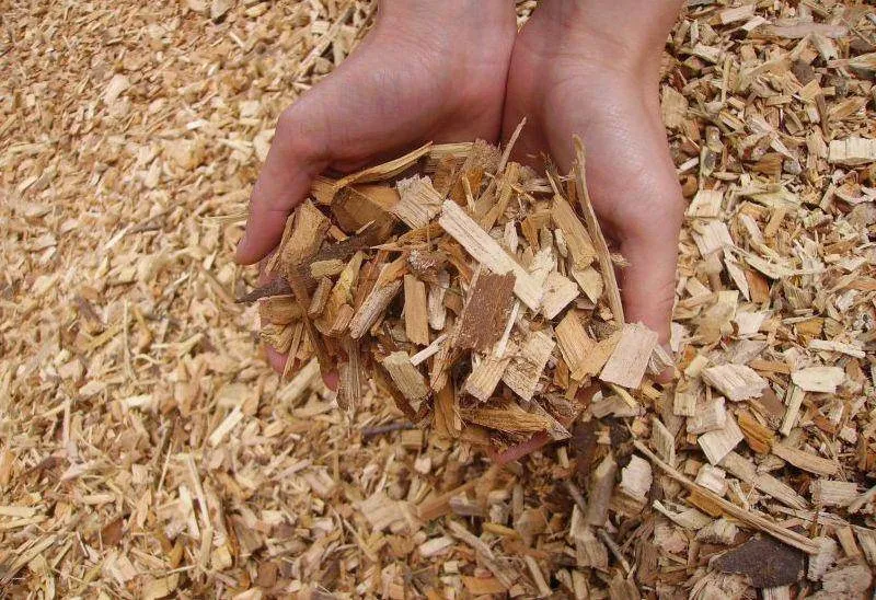 Biomassa: fonte di energia ecosostenibile
