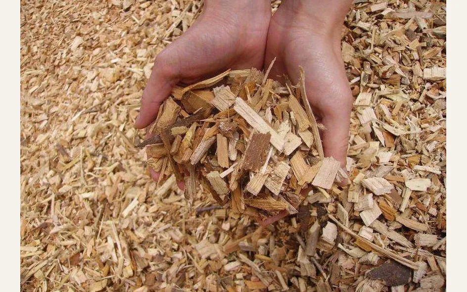 Biomassa: fonte di energia ecosostenibile
