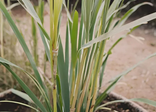 Pianta di citronella