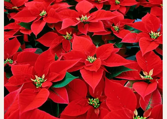 Stella di natale