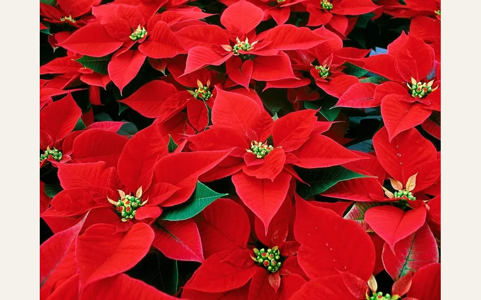 Stella di natale